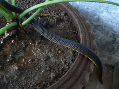 Uropeltidae