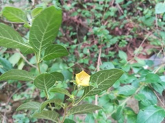 Capsicum rhomboideum