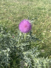 Carduus nutans