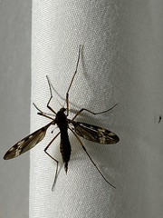 Tipula fuliginosa