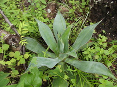 Agave beauleriana