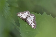Lomaspilis