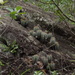 Echinocereus subinermis ochoterenae - Photo (c) J. Fernando Pío León, algunos derechos reservados (CC BY-NC), uploaded by J. Fernando Pío León