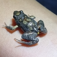 Uperoleia laevigata