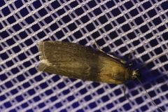 Sciota fumella