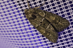 Cryphia fraudatricula