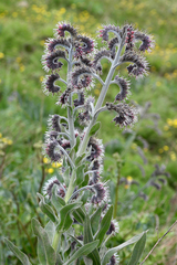 Solenanthus circinnatus