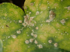 Aspidiotus hedericola