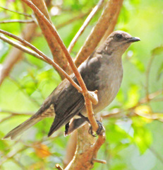 Mountain Thrush photo 2