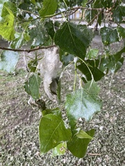 Populus nigra