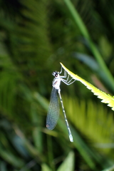 Pseudocopera ciliata