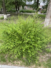 Ulmus pumila