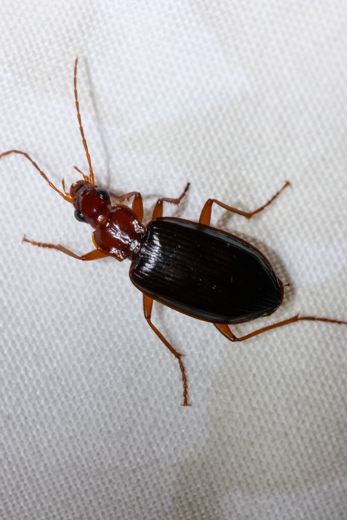Platynus brunneomarginatus