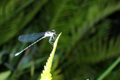Pseudocopera ciliata