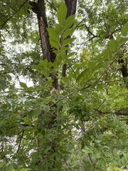 Ulmus pumila