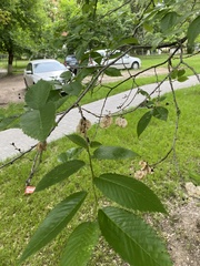 Ulmus pumila