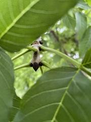 Fraxinus excelsior