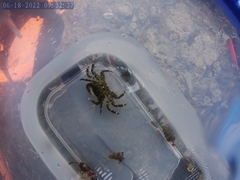 Hemigrapsus sanguineus