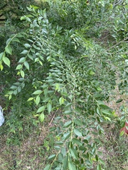 Ulmus pumila