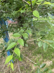 Ulmus pumila