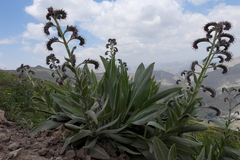 Solenanthus circinnatus