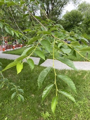 Ulmus pumila