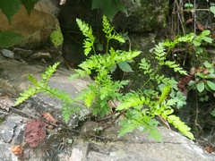 Chrysactinia pinnata