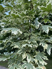 Acer platanoides