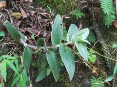 Tradescantia sillamontana