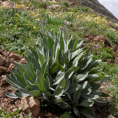Solenanthus circinnatus