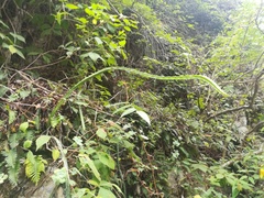 Selenicereus spinulosus