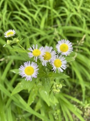 Erigeron annuus