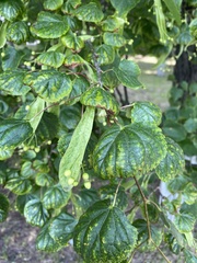 Tilia cordata