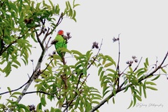 Geoffroyus geoffroyi