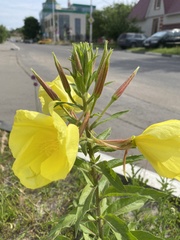 Oenothera glazioviana