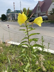 Oenothera glazioviana
