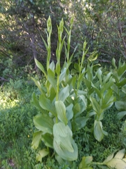 Veratrum californicum