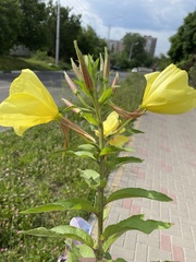 Oenothera glazioviana