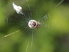 Cyclosa vallata