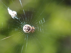 Cyclosa vallata