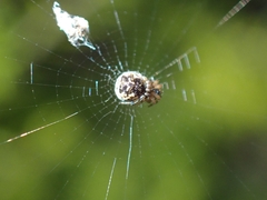 Cyclosa vallata
