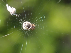 Cyclosa vallata