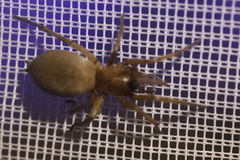 Cheiracanthium punctorium