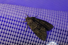 Cryphia fraudatricula