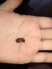 Aplidia transversa transversa