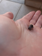 Aplidia transversa transversa