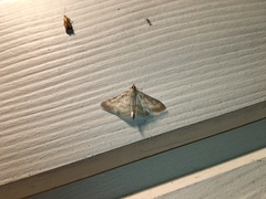 Paratalanta pandalis