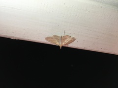 Paratalanta pandalis