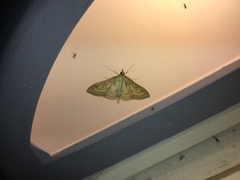 Paratalanta pandalis