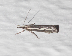 Catoptria staudingeri